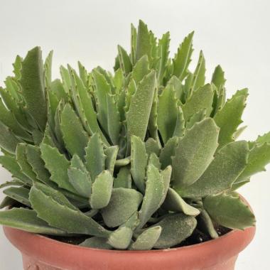 Kalanchoe sp
